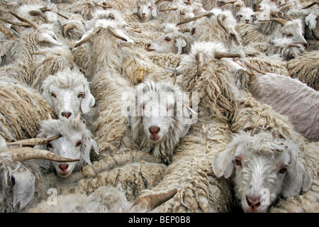 Gregge di capre Angora (Capra hircus) per la produzione di lana mohair in Lesotho, Africa Foto Stock