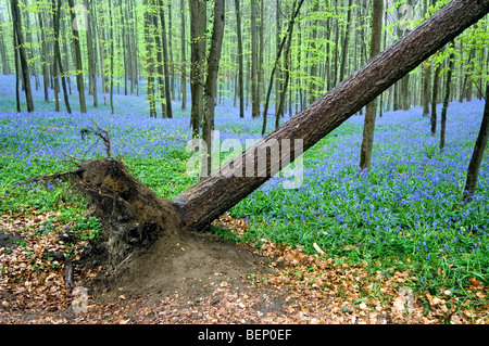Sradicati faggio (Fagus sylvatica) dopo la tempesta e bluebells (Endimione nonscriptus) nel bosco di latifoglie in primavera Foto Stock