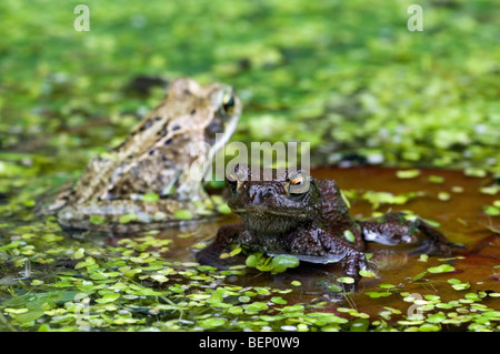 I capretti il rospo comune (Bufo bufo) ed europea comune rana marrone (Rana temporaria) su lily pad in stagno Foto Stock