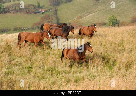 Cavalli selvaggi sul Brown Clee hill in Shropshire Foto Stock