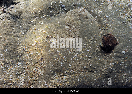 Passera di mare (Pleuronectes platessa) mimetizzata di sabbia sul fondo del mare Foto Stock