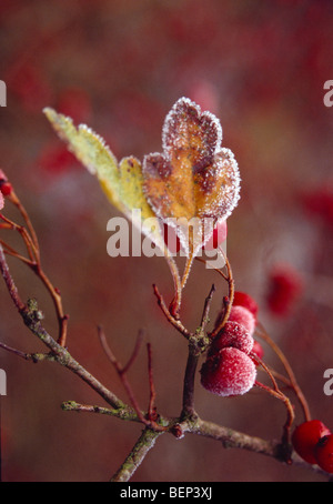 Close-up smerigliato di bacche rosse e le foglie Foto Stock