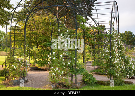 David Austin roses adornano la pergola a Trentham Gardens Stoke on Trent Staffordshire Foto Stock