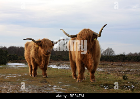 Highland il pascolo di bestiame su Headley Heath, vicino a Box Hill, Surrey, England, Regno Unito Foto Stock