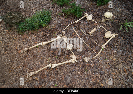 Scheletro di Halloween giacente sul terreno nella parte anteriore del business. Foto Stock