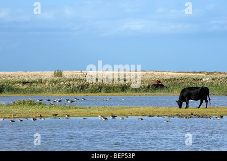 Il pascolo di bestiame sulla riserva naturale, cley, North Norfolk, Inghilterra Foto Stock