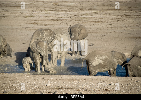 Gli elefanti giocando con il fango in un fiume nel Parco Nazionale Etosha, Namibia, Africa. Foto Stock