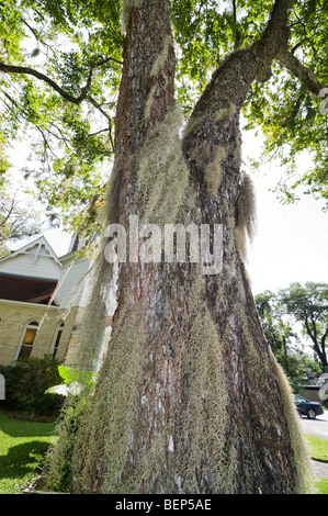 Live tronco di quercia ricoperti di muschio Spagnolo Foto Stock