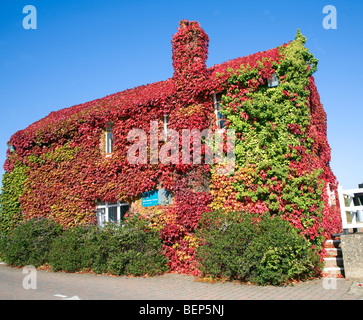 Virginia superriduttore in autunno, Parthenocissus quinquefolia, casa di copertura, Snape Maltings, Suffolk, Inghilterra Foto Stock