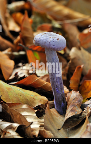 Amethyst deceiver fungo (Laccaria amethystina / Laccaria amethystea) nella foresta di faggio Foto Stock