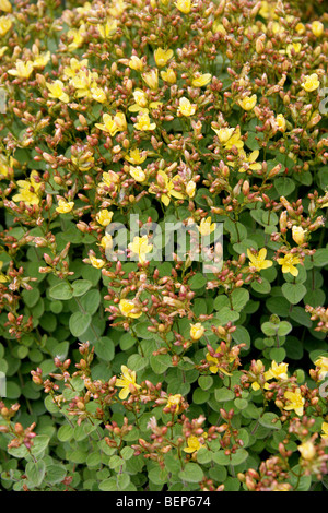 St John's Wort, Hypericum athoum, Hypericaceae. Grecia, Europa Foto Stock