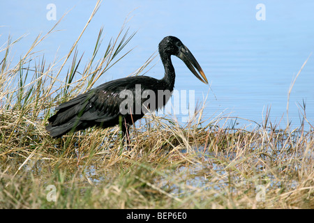 African openbilled / Cicogna Cicogna openbill / open fatturati stork (Anastomus lamelligerus), Moremi National Park, Botswana, Africa Foto Stock