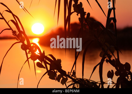 Fiume Chobe al tramonto, Chobe National Park, Botswana, Sud Africa Foto Stock