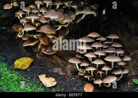 Brittlecap toadstools / comune moncone Brittlestem (Psathyrella hydrophila / Psathyrella piluliformis) Foto Stock