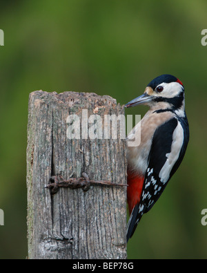 Picchio rosso maggiore Dendrocopos major Foto Stock