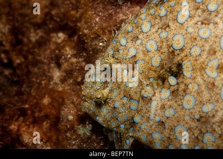 Peacock passera pianuzza (bothus lunatus) close up Foto Stock