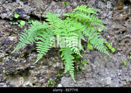 Signora Polypodiaceae felce Athyrium filix femina Europa Foto Stock