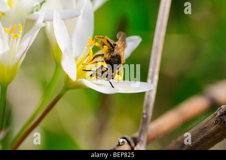 Il sudore ape su Crow poison flower Foto Stock