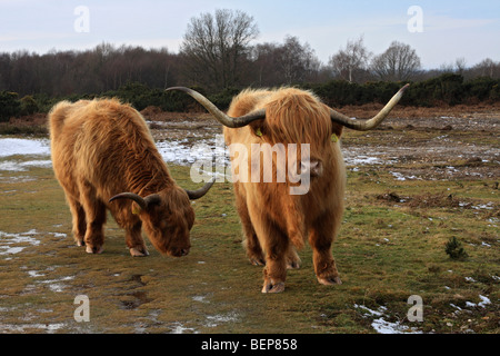 Highland il pascolo di bestiame su Headley Heath, vicino a Box Hill, Surrey, England, Regno Unito Foto Stock