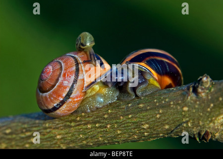 Grove lumache / marrone-lumaca a labbro (Cepaea nemoralis) sul ramo Foto Stock