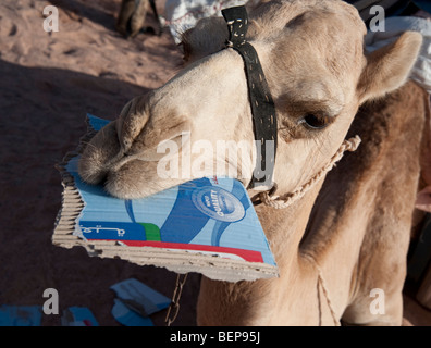 Un cammello di mangiare il cartone Foto Stock