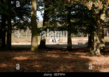 Cavaliere a cavallo nel Parco di Richmond Surrey UK Foto Stock