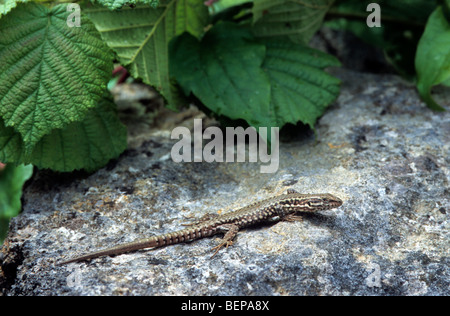Comune di lucertola muraiola (Podarcis muralis) su roccia, Francia Foto Stock