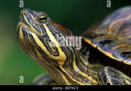 Tartaruga dalle orecchie rosse (Trachemys scripta elegans) close up, Belgio Foto Stock