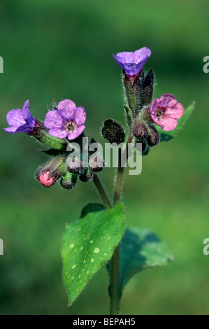 Comuni / lungwort la Madonna di gocce di latte (Pulmonaria officinalis) in fiore in primavera Foto Stock