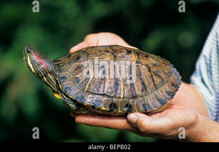 Tartaruga dalle orecchie rosse (Trachemys scripta elegans) palmare, Belgio Foto Stock