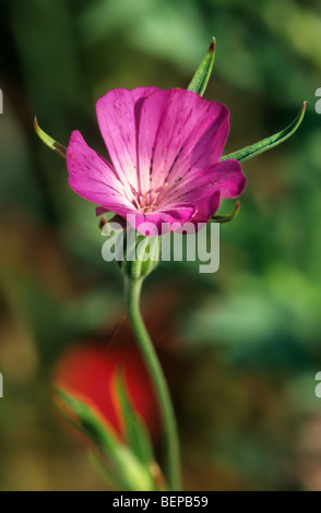 Comune di mais cockle / mais increspature (Agrostemma githago) in fiore Foto Stock