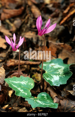 Il persiano ciclamino / Sowbread / viola persiano (Cyclamen persicum) in fiore, nativa per la Turchia, di Israele e della Giordania Foto Stock