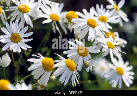 Tedesco / camomilla selvaggia (camomilla matricaria recutita / Matricaria chamomilla) in fiore Foto Stock