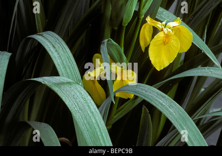 Iris gialla / bandiera gialla iris (Iris pseudacorus), Belgio Foto Stock