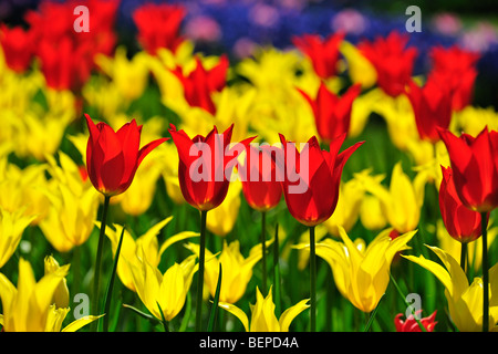 Tulipani colorati (Tulipa sp.) fioritura in giardino dei fiori di Keukenhof in primavera vicino a Lisse, Holland, Paesi Bassi Foto Stock