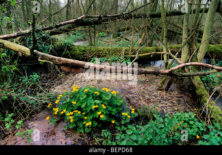 Kingcup / Marsh calendula (Caltha palustris) nella palude / palude Foto Stock