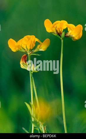 Comune di Trifoglio del piede dell'uccello / Birdfoot deervetch (Lotus corniculatus) in fiore Foto Stock