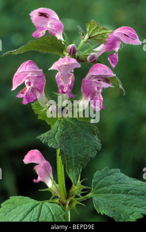 La canapa comune di ortica (Galeopsis tetrahit) in fiore Foto Stock