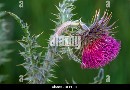 Musk thistle / annuendo thistle / annuendo plumeless thistle (Carduus nutans) in fiore Foto Stock