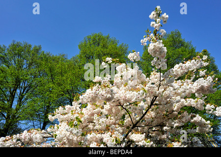 Giapponese albero ciliegio (Prunus serrulata) a fioritura primaverile Foto Stock