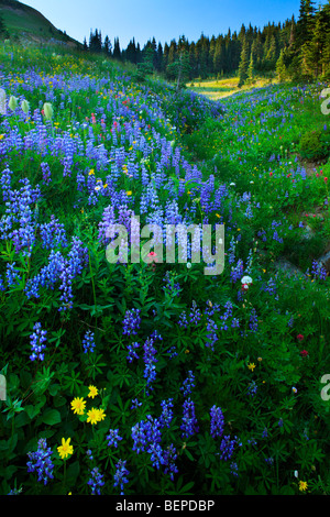 Abbondanza di fiori selvatici lungo il torrente nel Mount Rainier National Park nello stato di Washington, USA Foto Stock