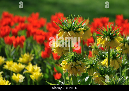 Fiori colorati in giardino dei fiori di Keukenhof in primavera vicino a Lisse, Holland, Paesi Bassi Foto Stock