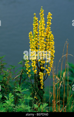 Mullein scuro (Molène nigrum) in fiore Foto Stock
