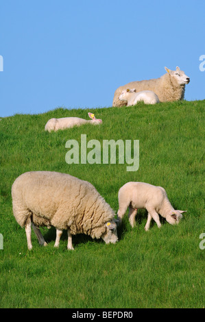 Texel domestiche ovina (Ovis aries) pecore con agnelli pascolano nei prati, Paesi Bassi Foto Stock