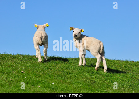 Due bianco Texel domestiche ovina (Ovis aries) agnelli in prato, Paesi Bassi Foto Stock