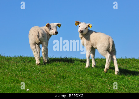 Due bianco Texel domestiche ovina (Ovis aries) agnelli in prato, Paesi Bassi Foto Stock