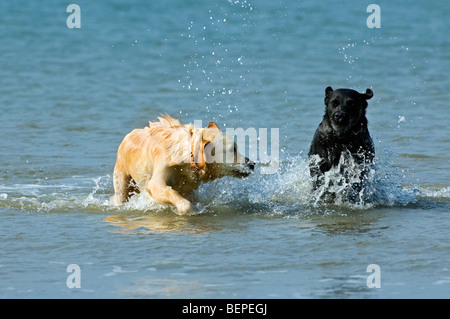 Golden Retriever e labrador retriever (Canis lupus familiaris) cani correre e giocare in acqua lungo la costa del Mare del Nord Foto Stock