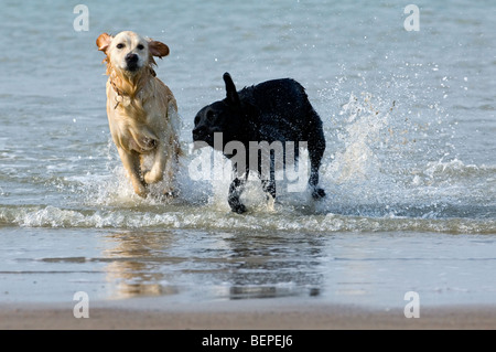 Giocoso golden retriever e labrador retriever cani correre e giocare in acqua lungo la costa del Mare del Nord Foto Stock