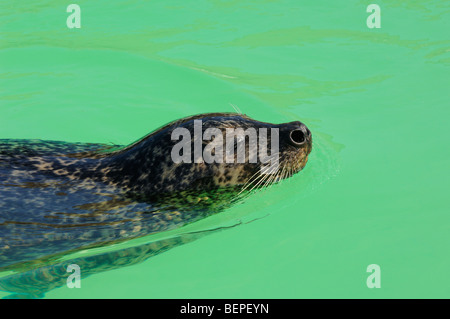 Guarnizione comune (Phoca vitulina) nuoto nella guarnizione riparo Ecomare, Texel, Paesi Bassi Foto Stock