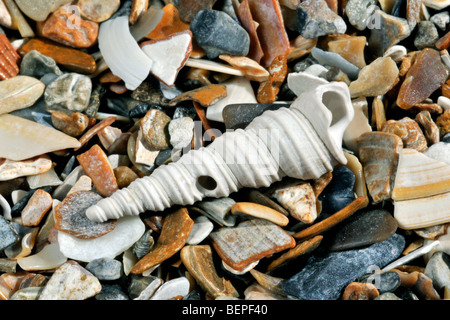 La torretta-shell (Turritella communis) che mostra il foro sulla spiaggia Foto Stock